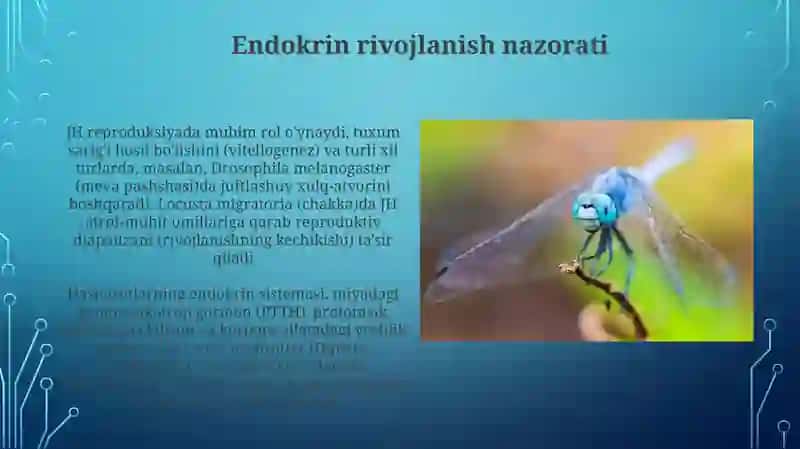 Hasharotlarning rivojlanishi va ko'payish biologiyasi 4