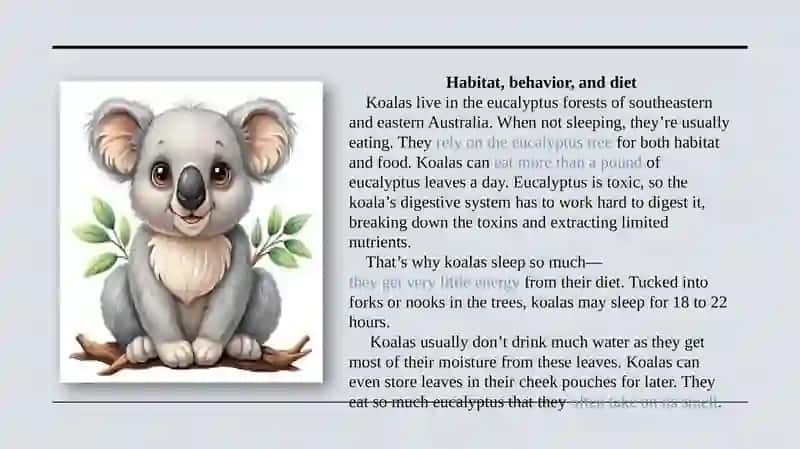 Koala about 4