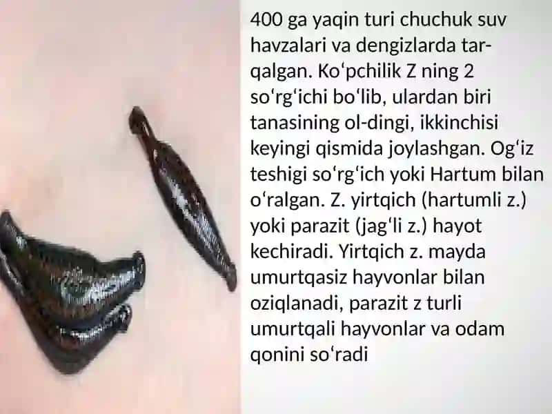 Zuluklar hamda ikki pallali molluskalar sinfi, tuzilishi, rivojlanishi, sistematikasi 4