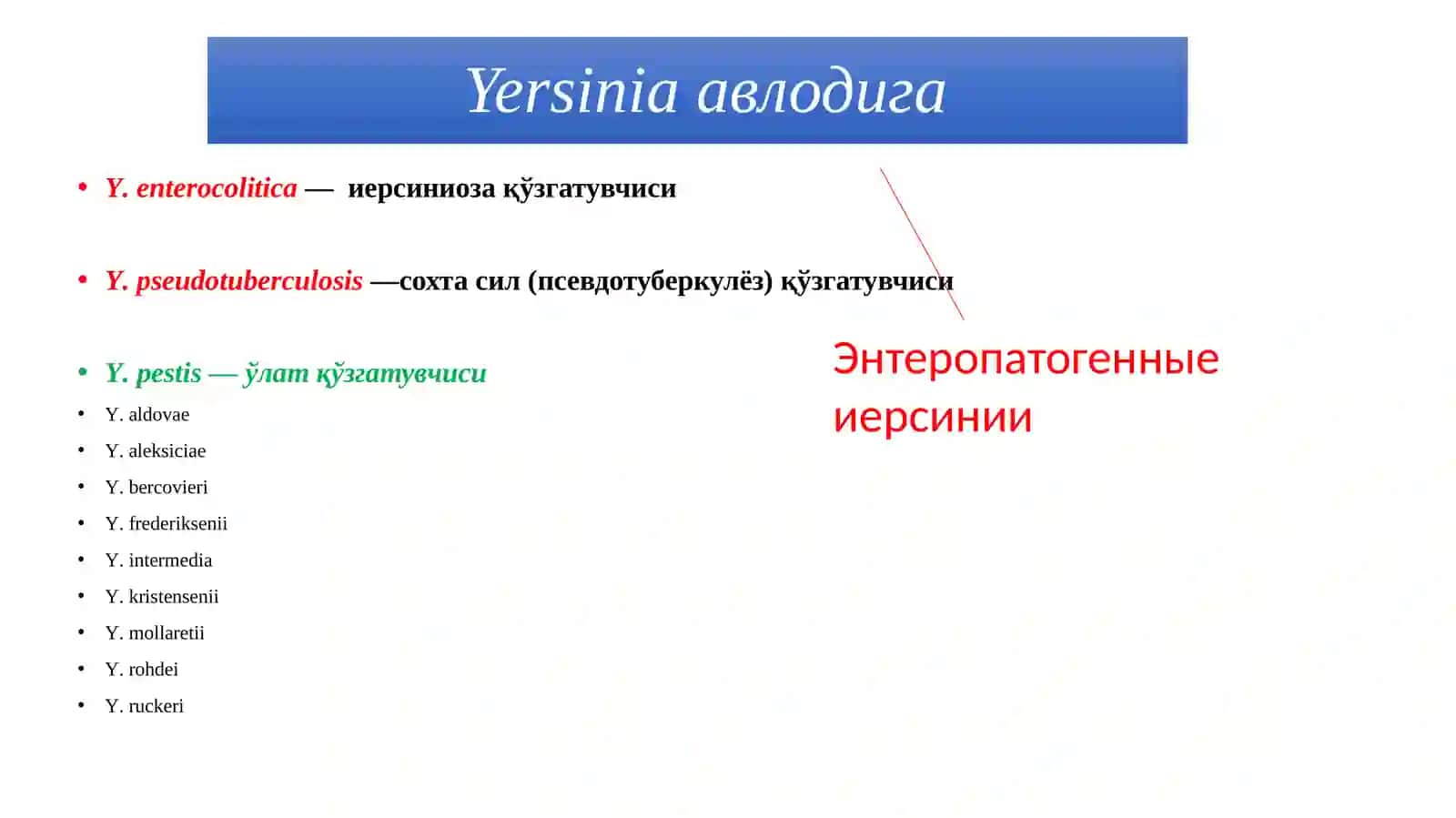 Ичакнинг бактериал инфекцион касалликлари қўзғатувчилари (иерсиниоз ва вабо (холера) касалликлари қўзғатувчилари) 4