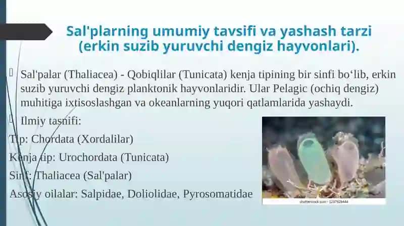 Salplar va appendikulyariyalar sinfi 4