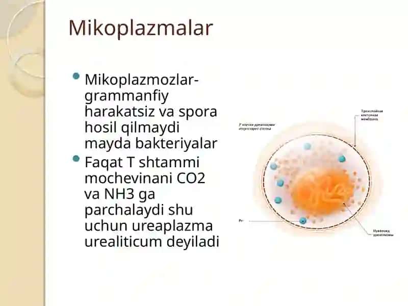 Xlamidiozmikoplazmoztrihominozqo’zg’atuvchilariningtasnifivatashxisi.Mikrobiologikdiagnostikausullari 4