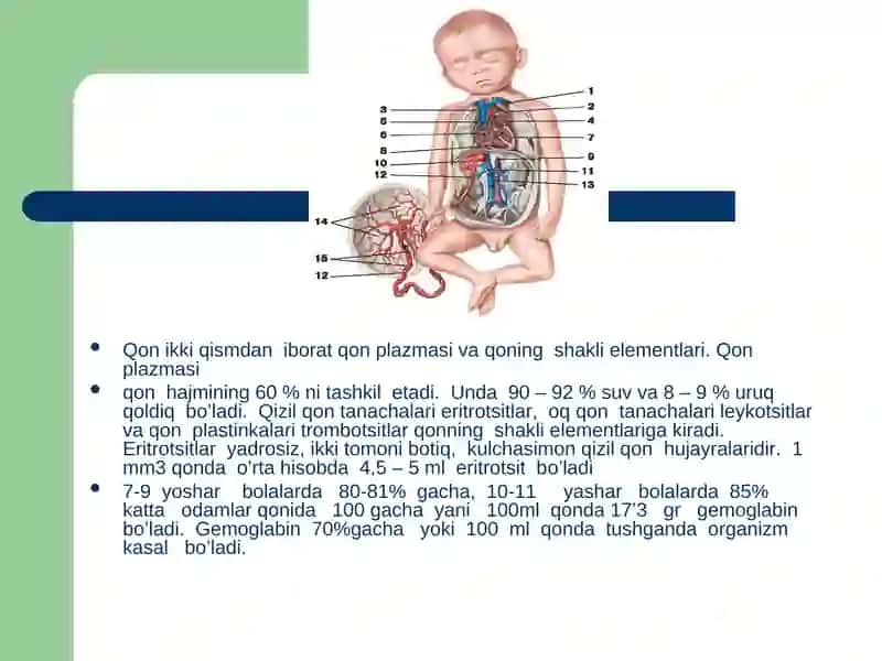 Qon aylanishini yosh xususiyatlariva gigiyenasi 4