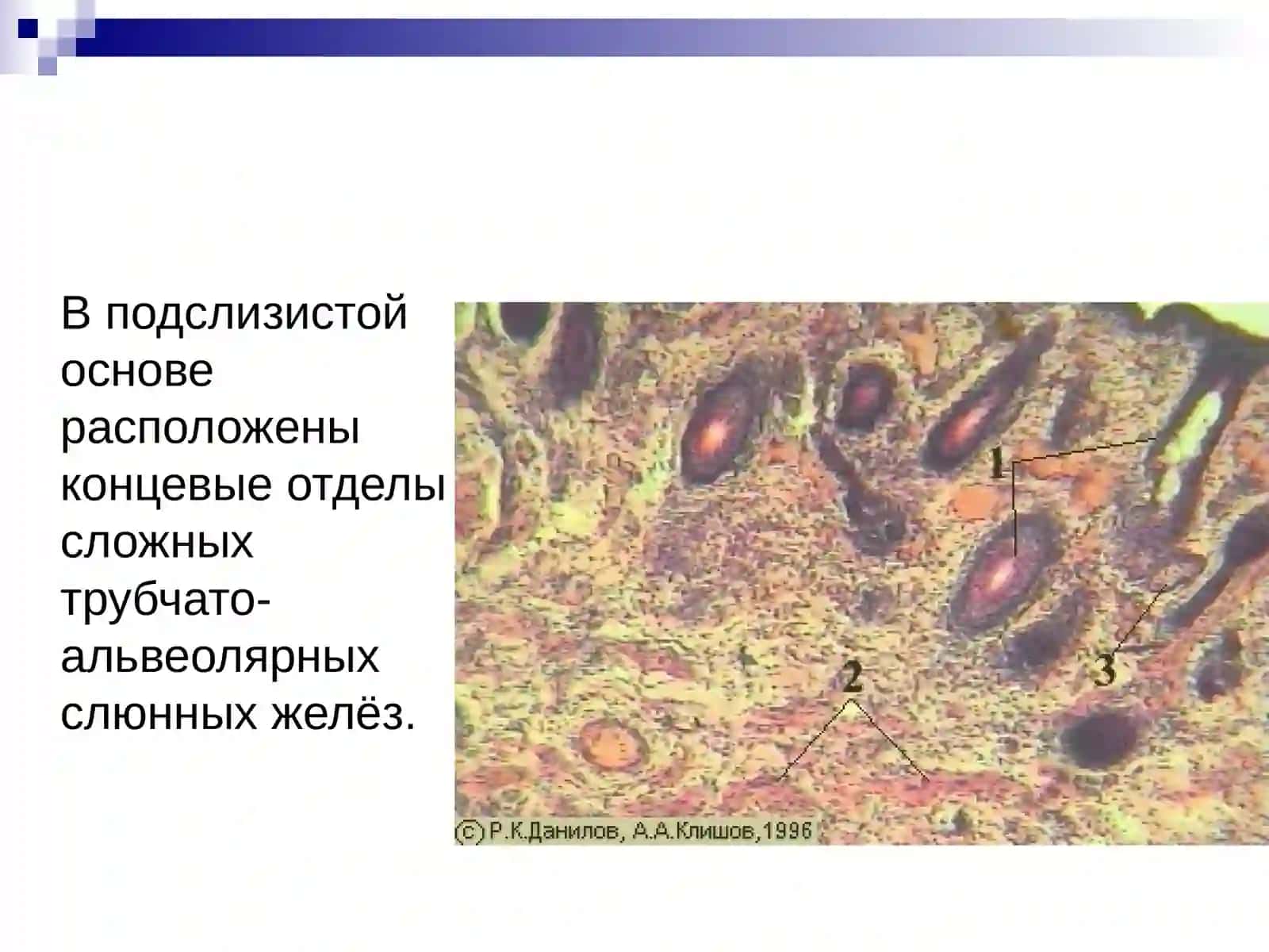 Гистология органов пищеварения 4