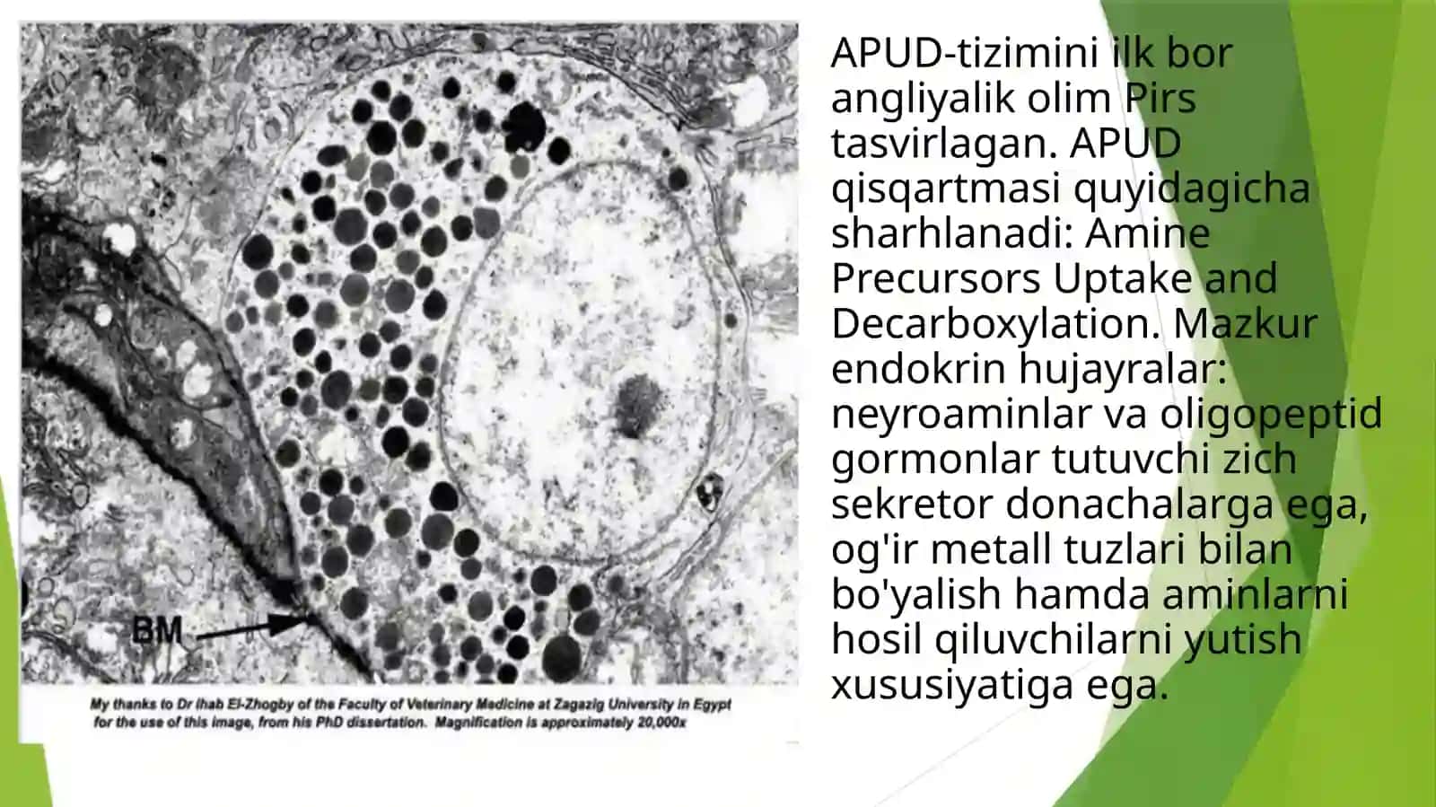 Diffuz endokrin tizim.APUD tizimning hujayralari 4