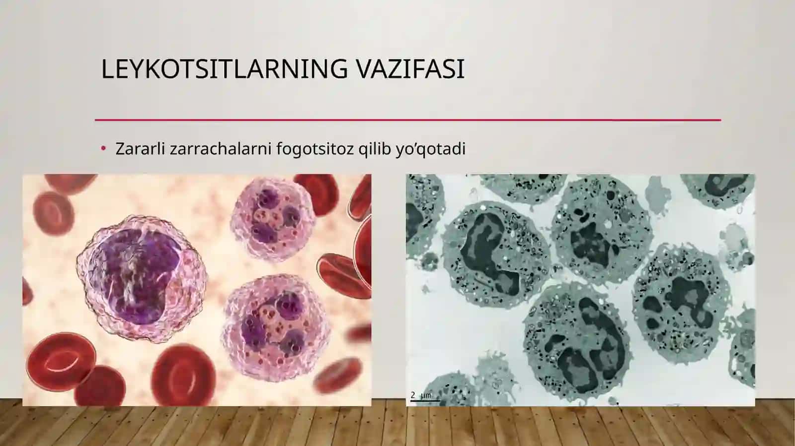 LEYKOTSITLAR 4