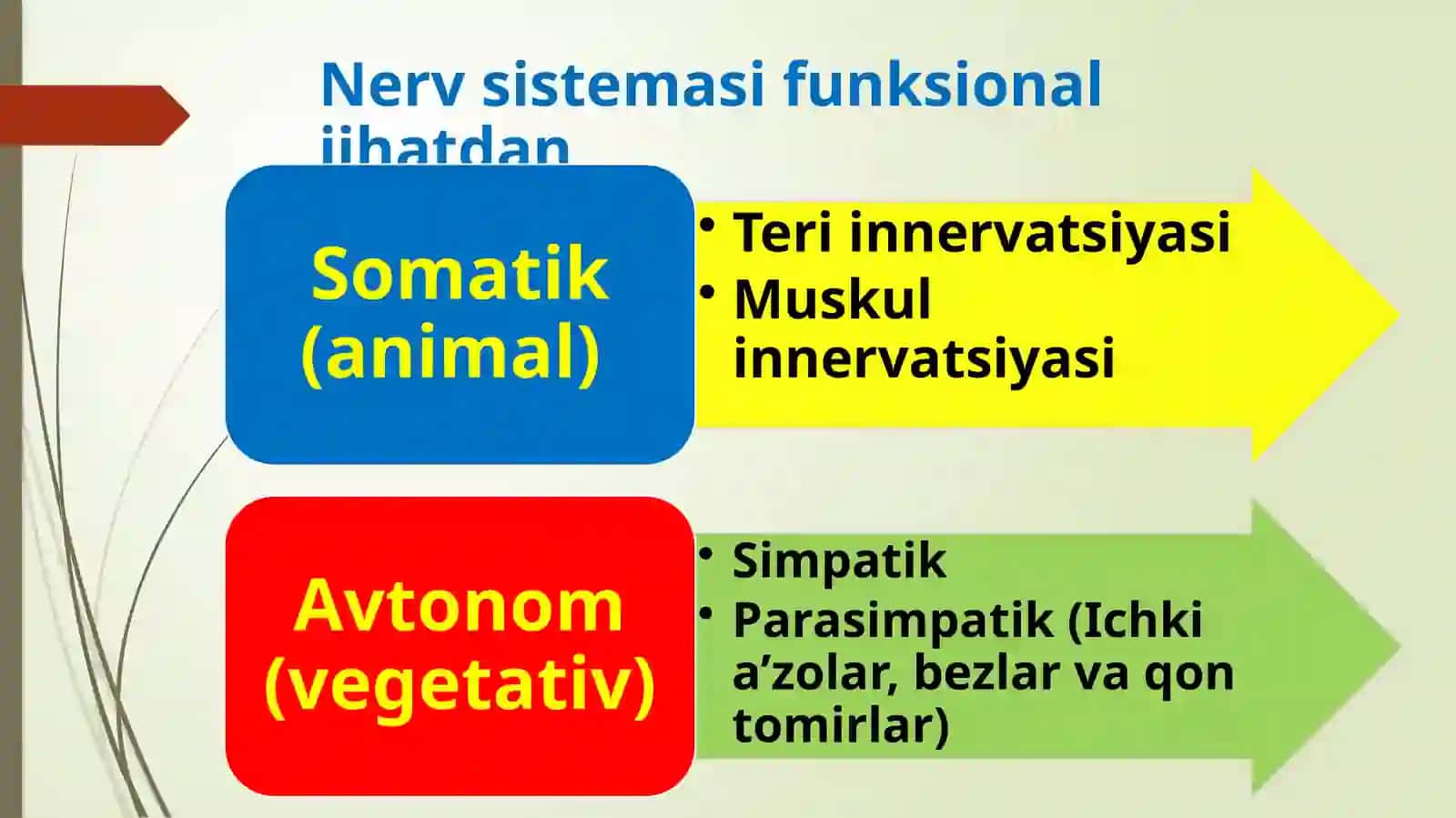 Periferik nerv sistemasi 4