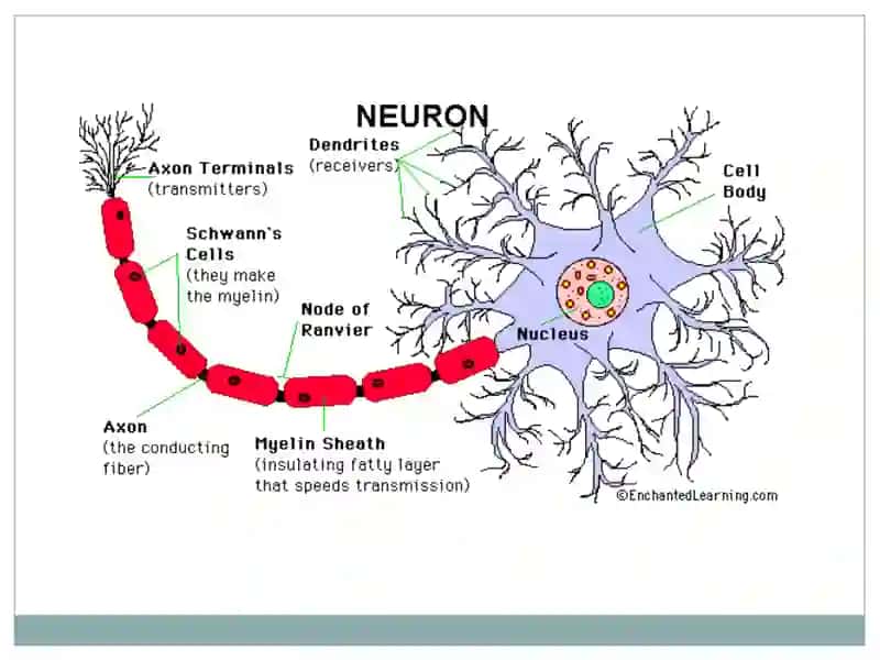 THE HUMAN BRAIN 4