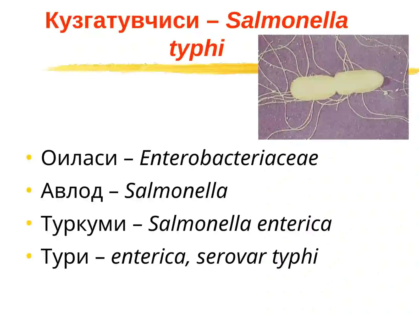 Ич терлама –қорин тифи (typhus abdominalis) 4