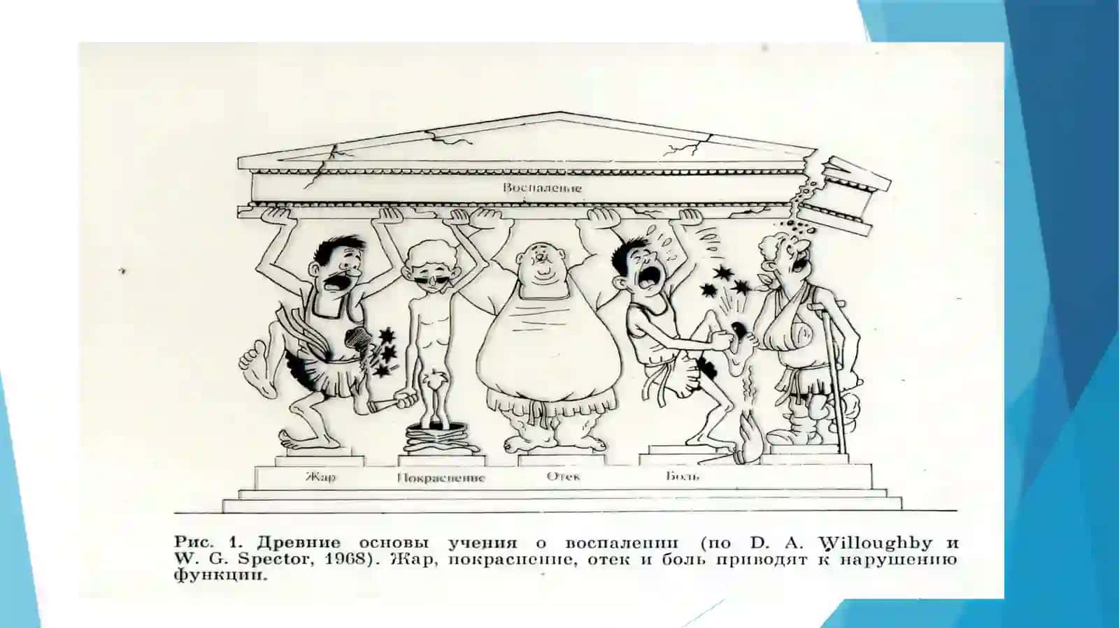 Yallig‘lanishning tizimli tasirlari. Hujayradan tashqari matriks va hujayra-matriks o‘zaro tasiri. To‘qima regeneratsiyasi mexanizmi 4