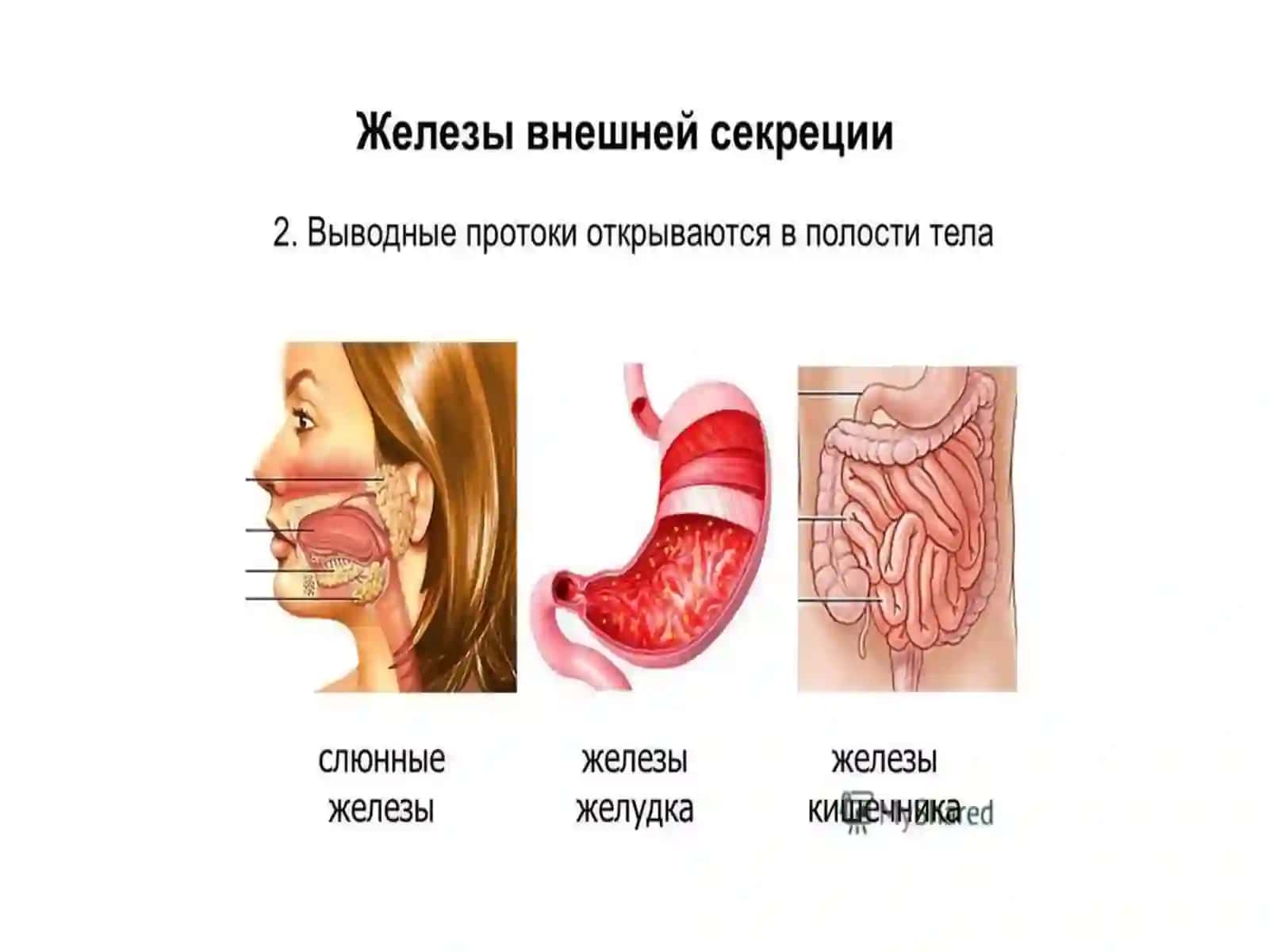 ЭНДОКРИНТИЗИМИ 4