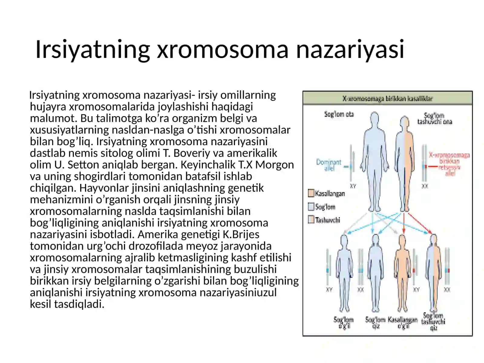 Irsiyatning xromosoma nazariyasi 4