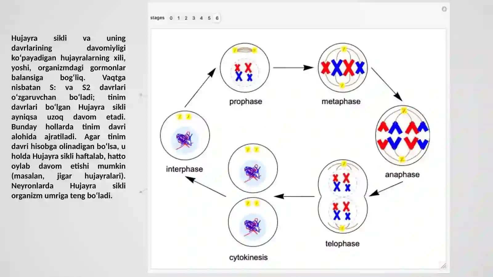 Hujayra apoptozi 4