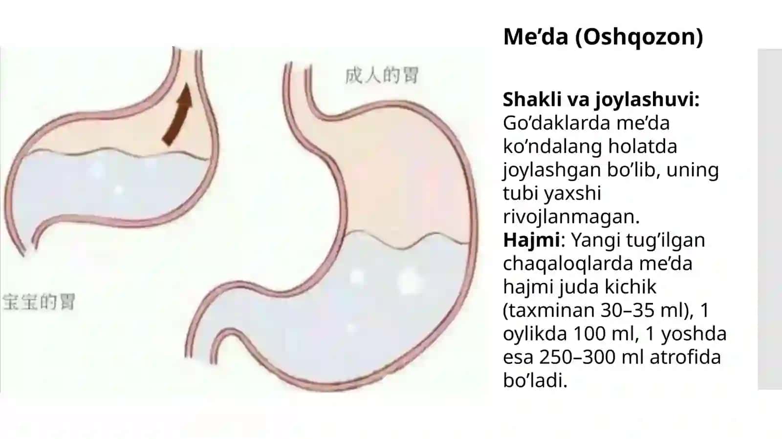Bolalarda me’da va ichaklarning anatomo-fiziologik xususiyatlari | Pediatriya uchun taqdimot 4