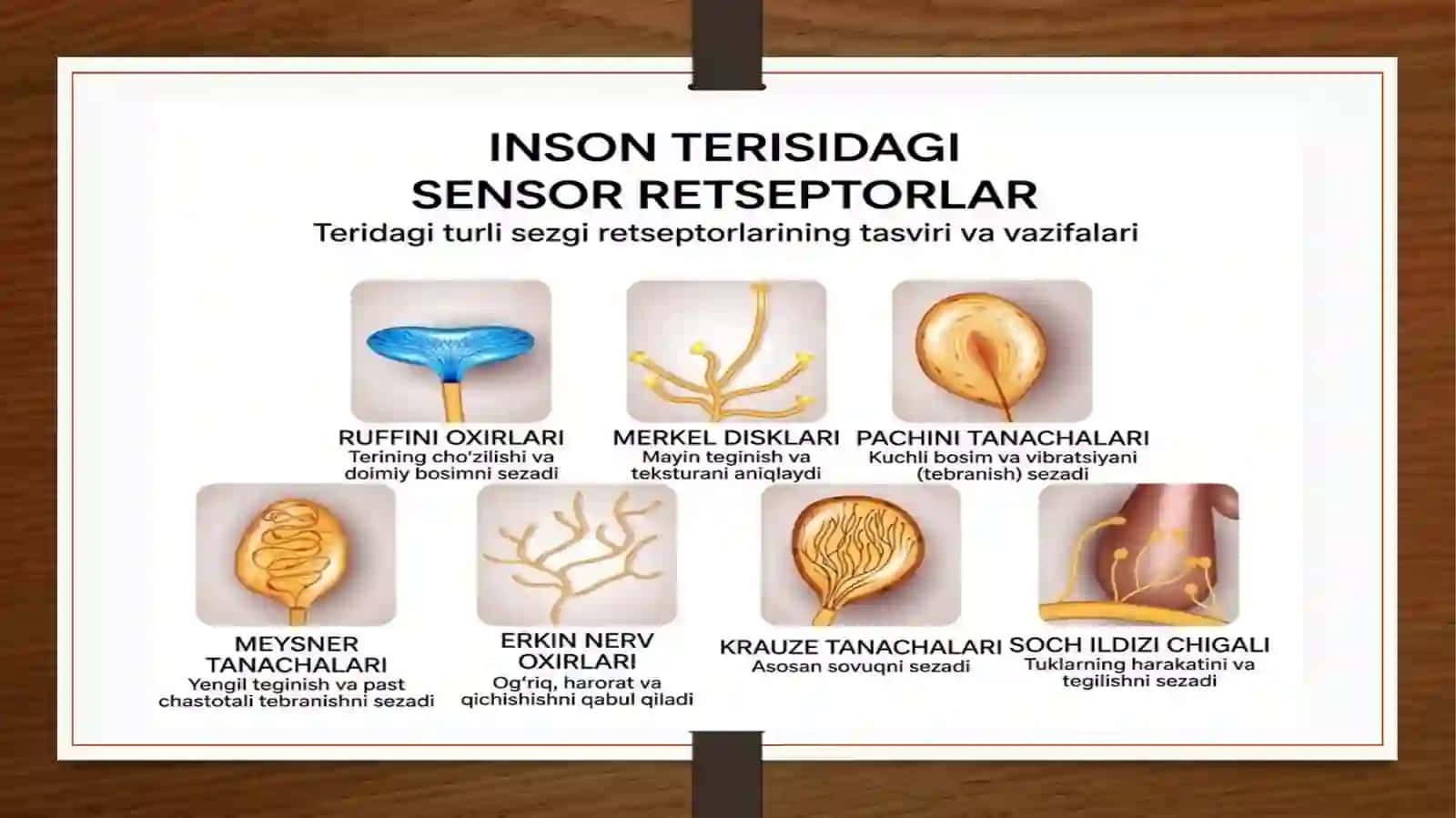 Analizatorlar fiziologiyasi 4