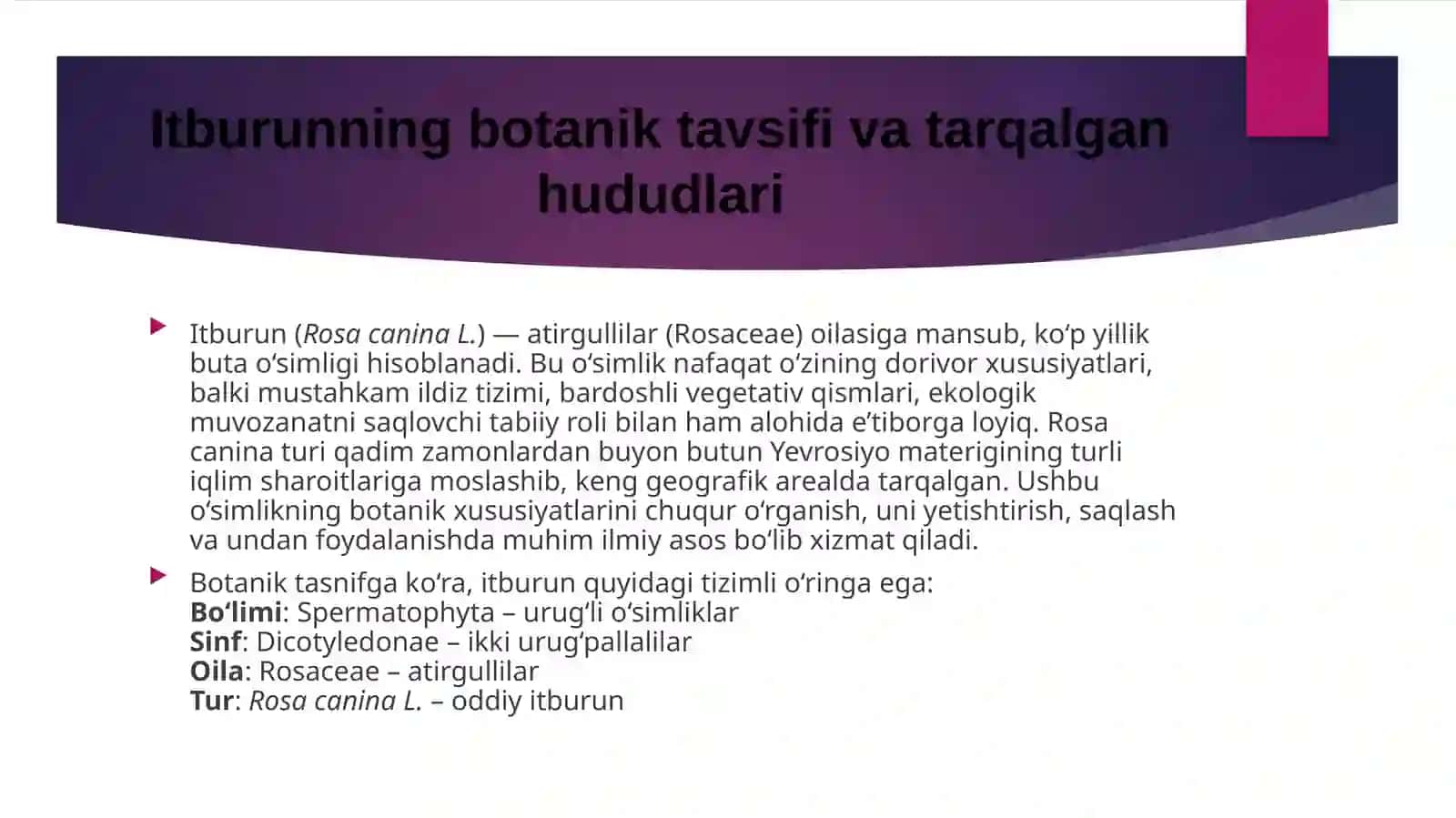 Itburunna’matagi, rosa, sabachya, shipovnik obiknavennaya– Rosa canina.L 4