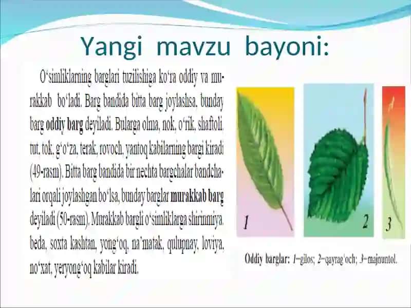 Barglarning vazifasi,xilma-xilligi.Oddiy va murakkab barglar. 4
