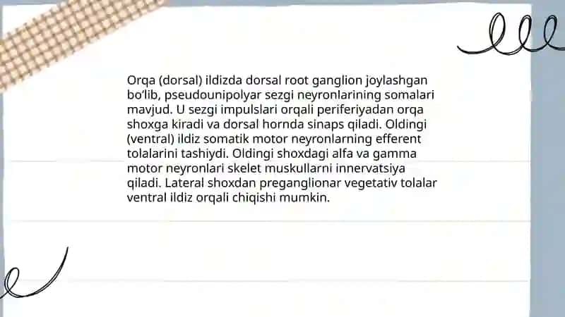 Orqa miyadan chiquvchi nervlar 4