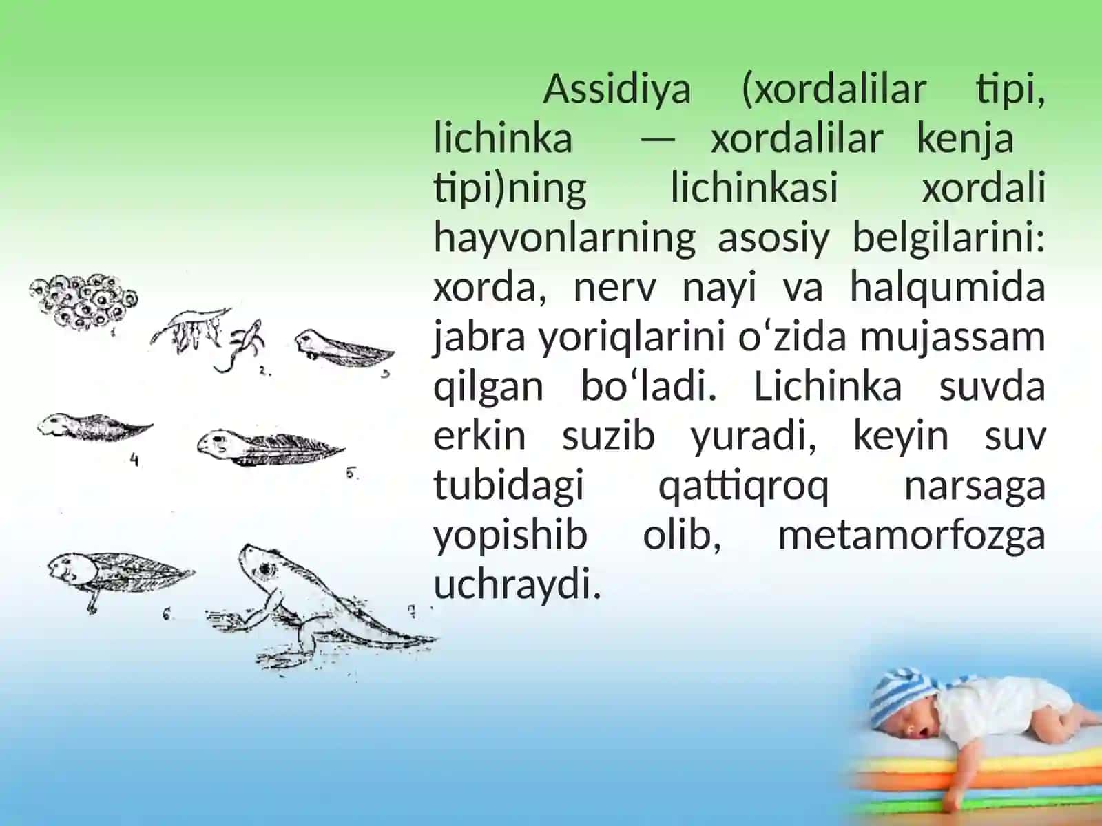 Postembrional  rivojlanish 4