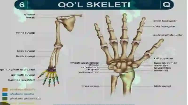 Qo'l va oyoq bo'g'imlari klinik anatomiyasi va ularda bajariladigan zamonaviy aperatsiyalar 4