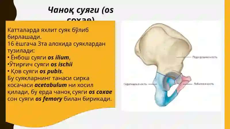 Европа тиббиёт университети 4