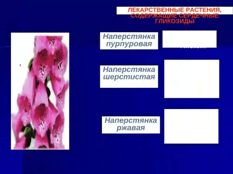 Кардиотоники 4