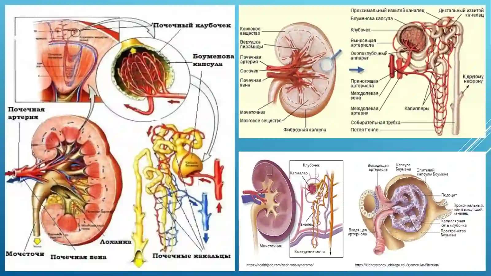GLOMERULONEFRITLAR 4