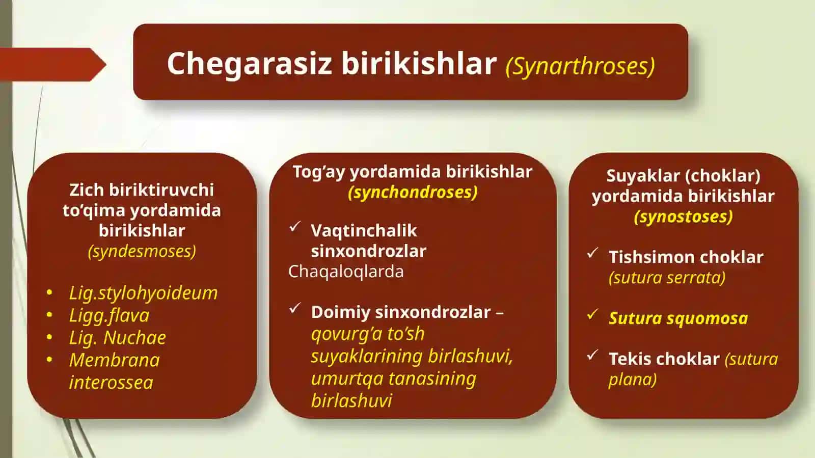 Chanoqsuyaklarining birlashuvi. Butunchanoq. Chanoq-son bo’gimi 4