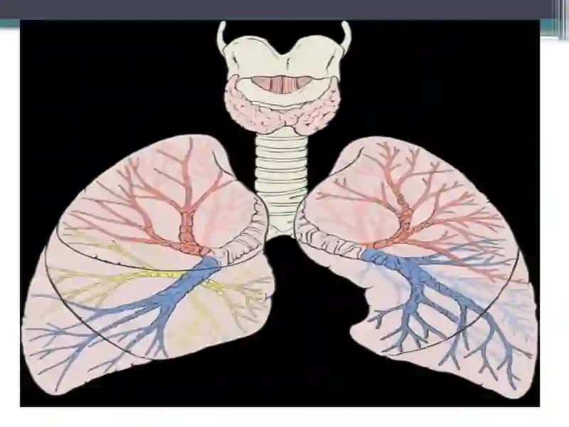 Lungs and a pulmonary system 4
