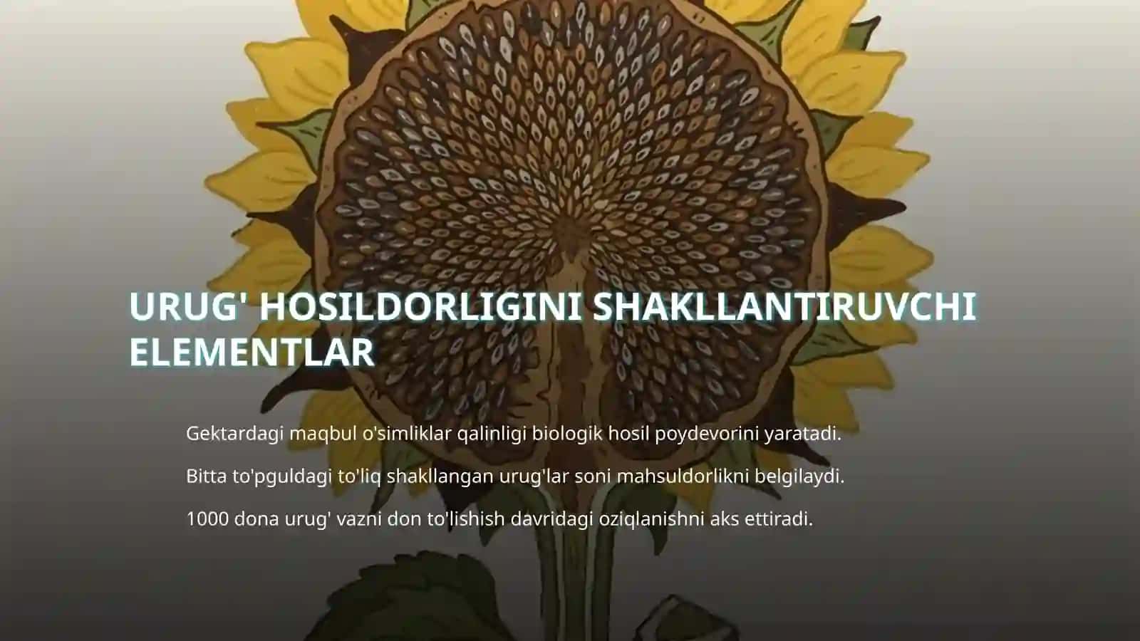 Yog' beruvchi ekinlarning yog' miqdori va hosildorligini aniqlash 4