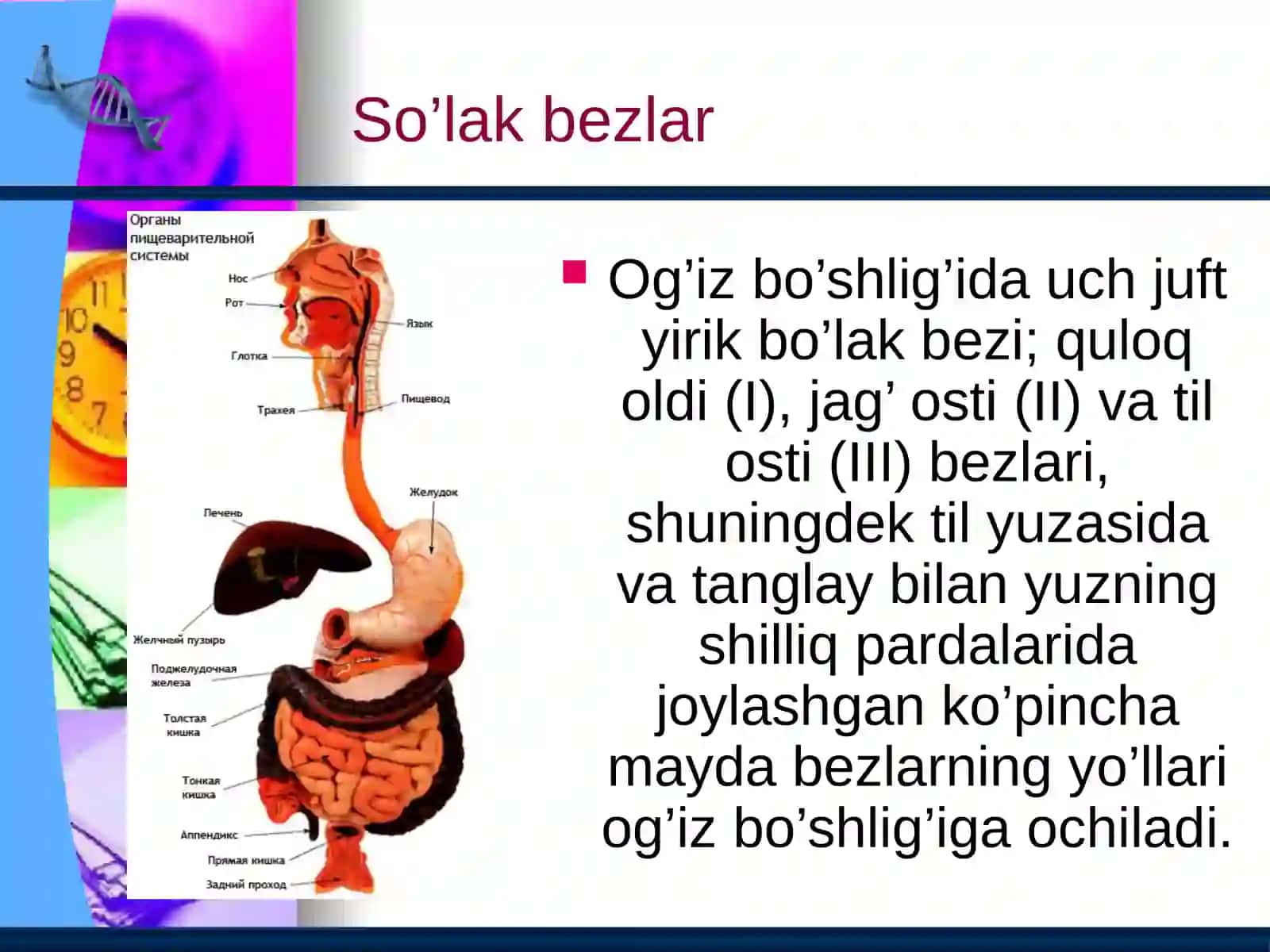 Ovqat hazm qilish 4