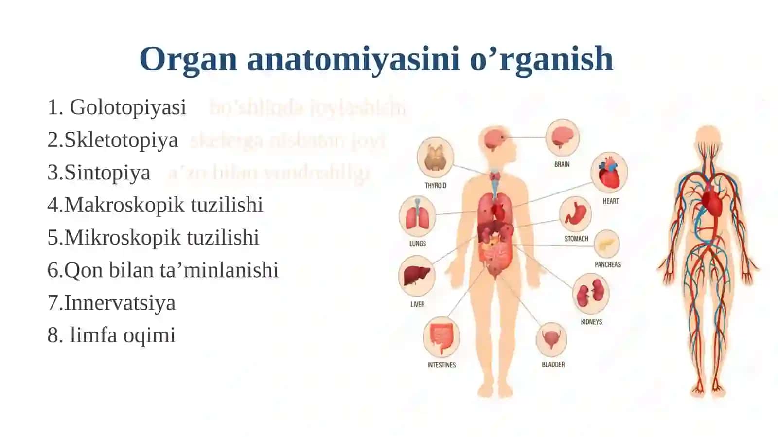 Umumiy splanxnologiya 4