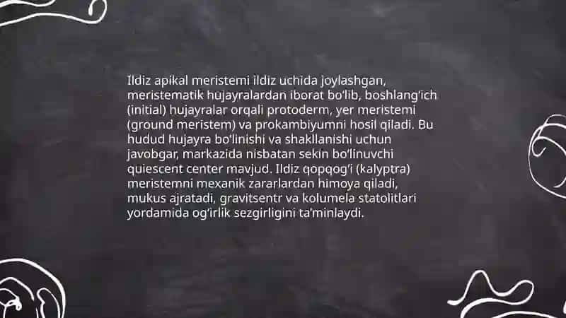Bir va ikki urugʻ pallali oʻsimliklar ildizining birlamchi tuzilish 4