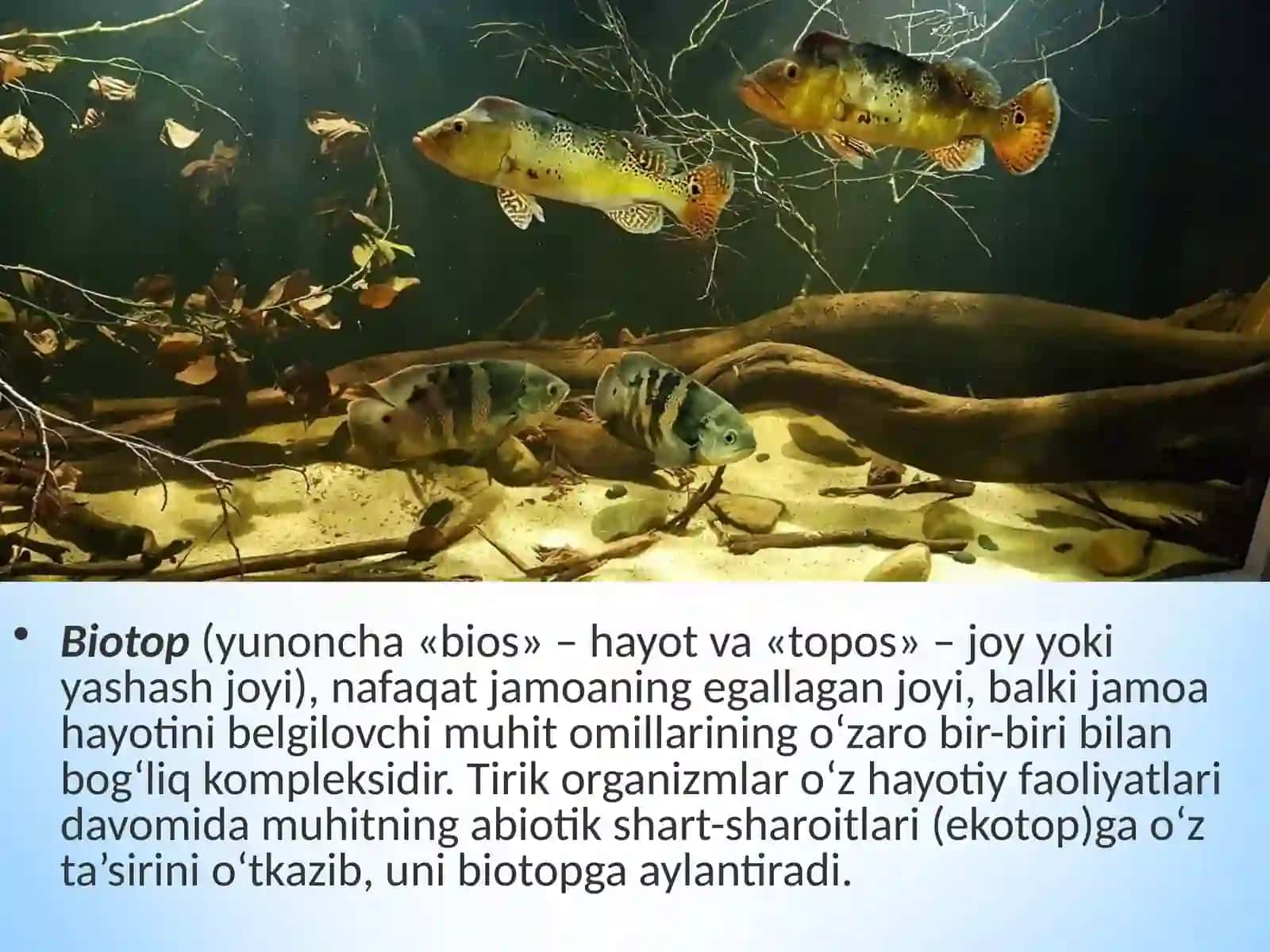 Ekosistemalarning tarkibiy qismlari 4