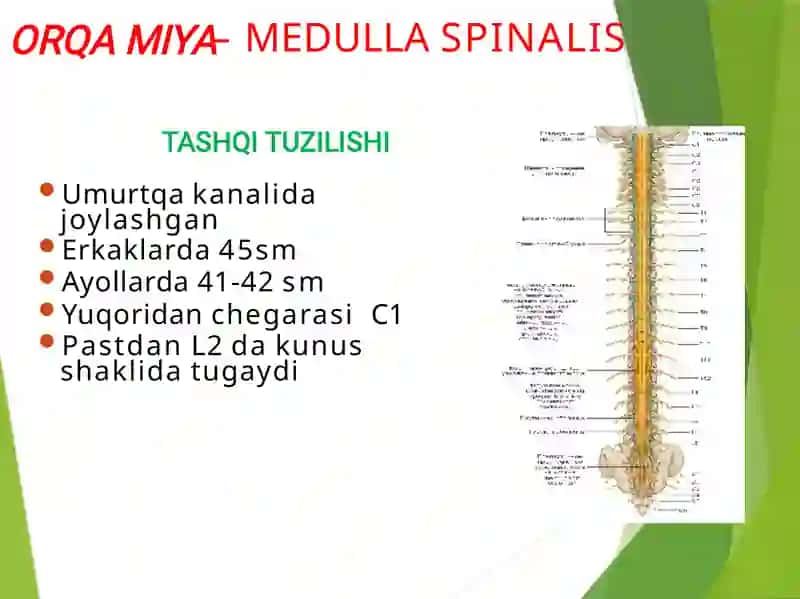 Orqamiya anatomiyasi 4