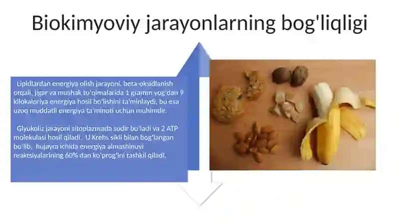 Moddalar va energiya almashinuvi 4