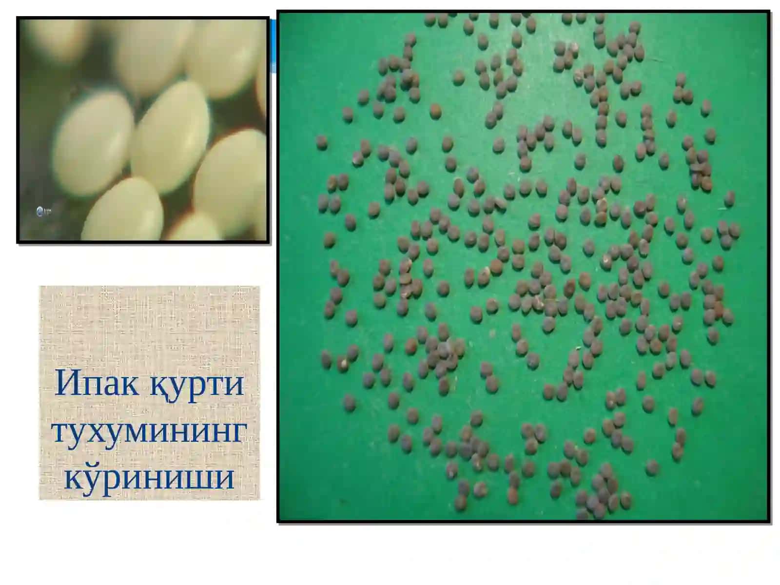 Тут ипак қурти биологияси 4