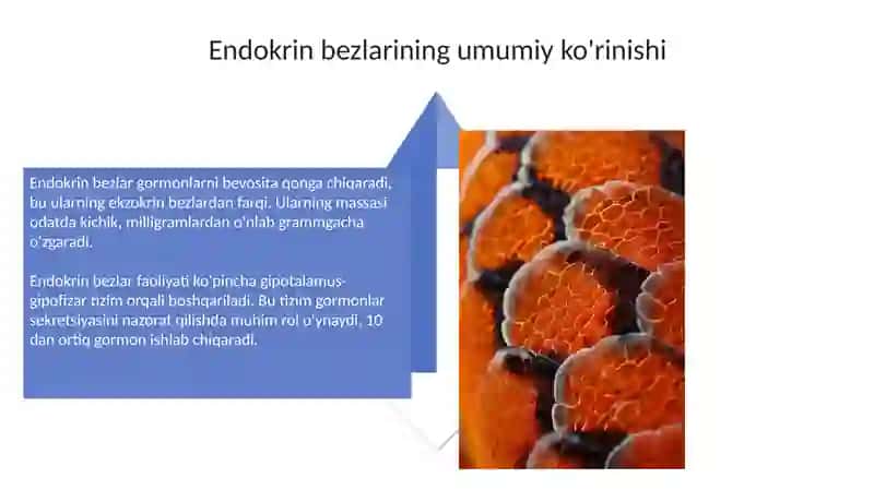 Endokrin bezlarning makro va mikro tuzilishi 4