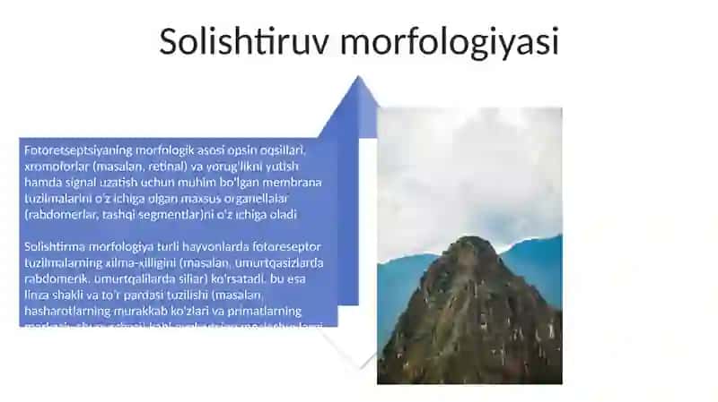 Fotoretseptsiyaning morfologik asoslari 4