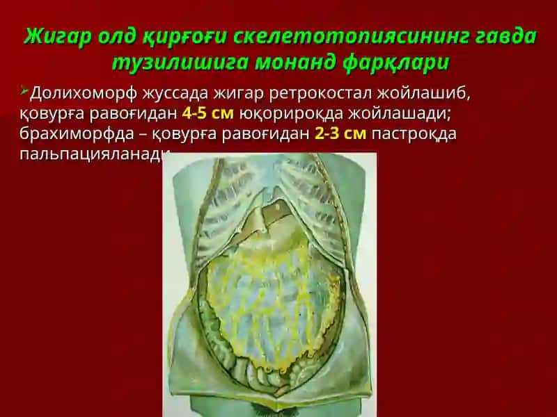ЖИГАР, ЎТ ЙЎЛЛАРИ, ЎТ ПУФАГИ ЖАРРОҲЛИК АНАТОМИЯСИ.ЖИГАР ВА ЎТ ЙЎЛЛАРИДА БАЖАРИЛАДИГАН ОПЕРАЦИЯЛАР 4