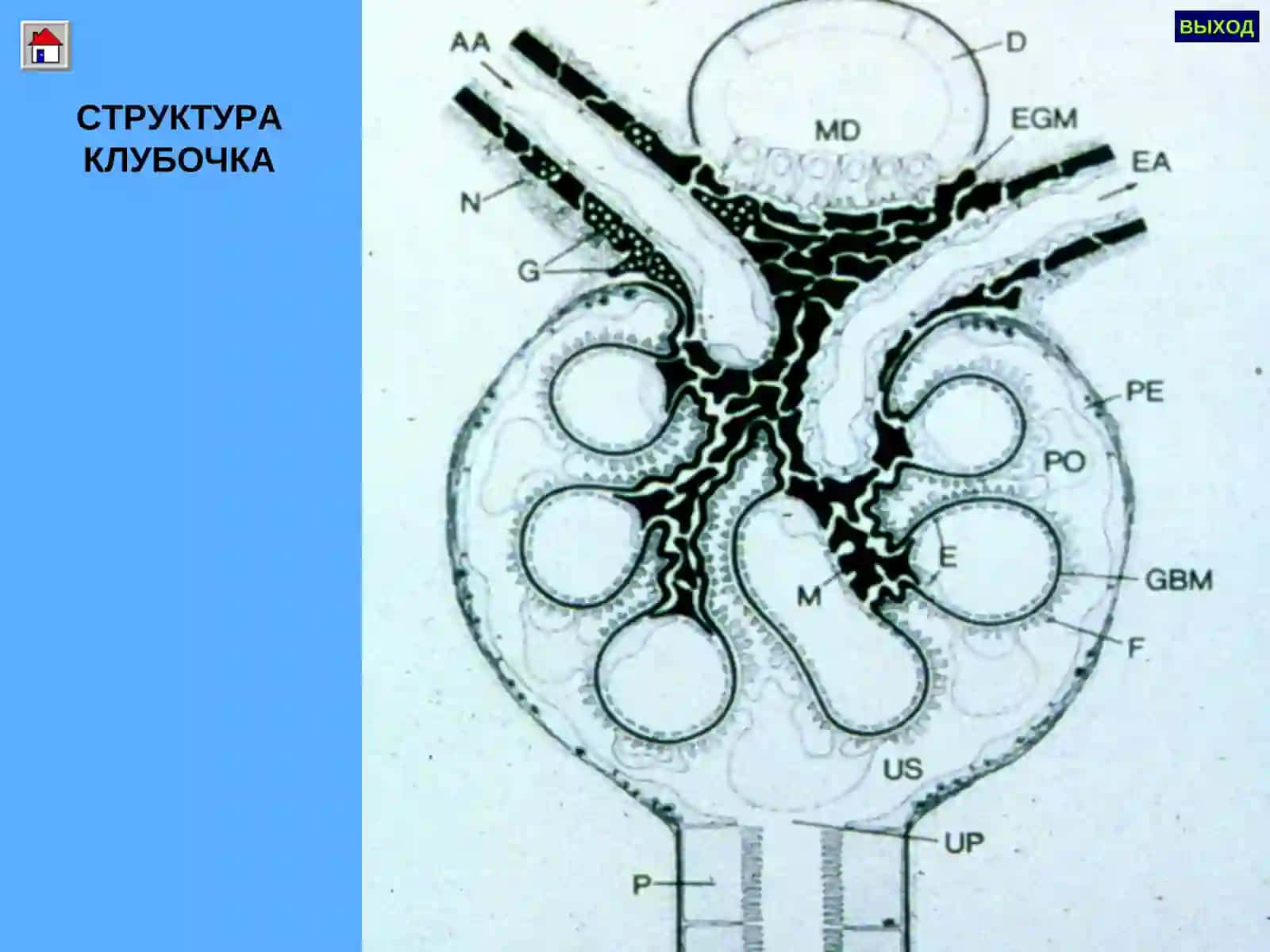 ГЛОМЕРУЛОНЕФРИТЛАР ПИЕЛОНЕФРИТЛАР 4