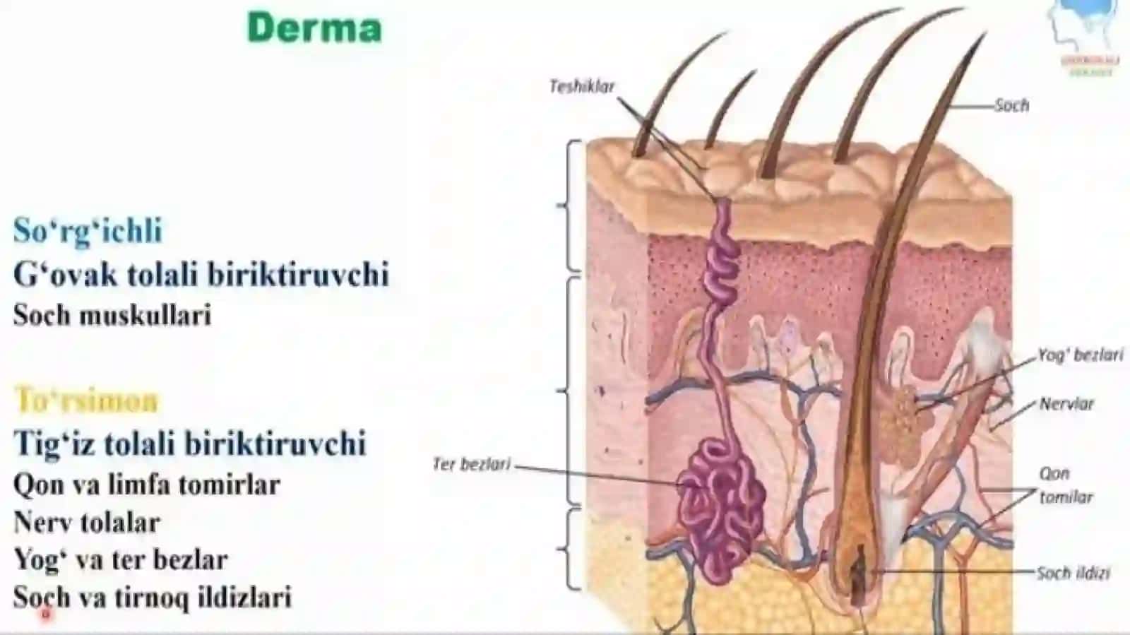 teri bezlari 4