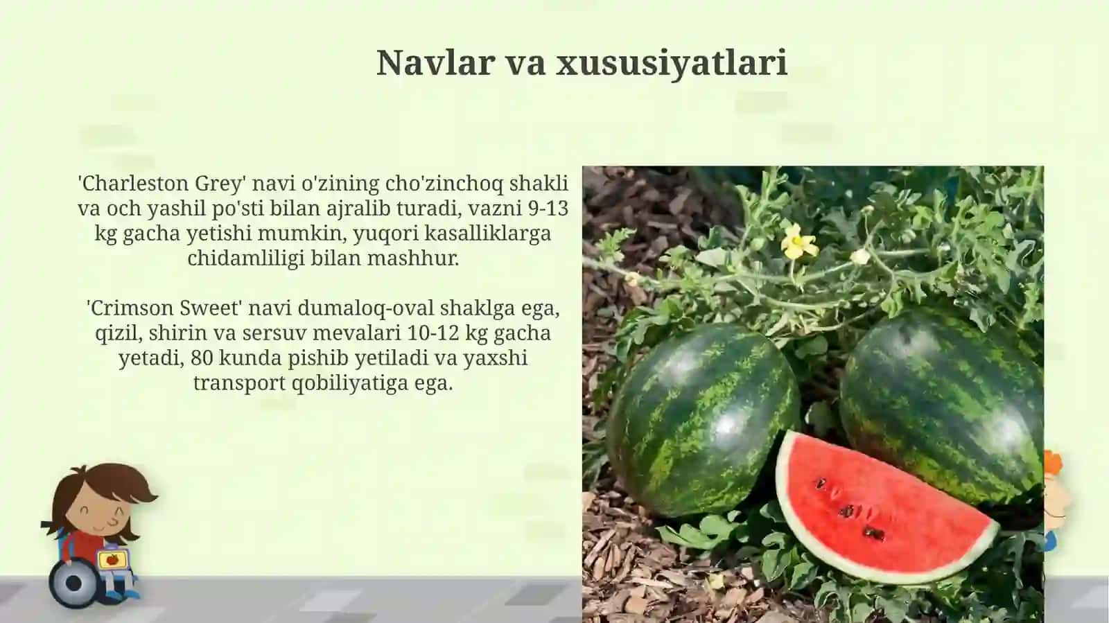 Tarvuz vegetatsiyasu 4