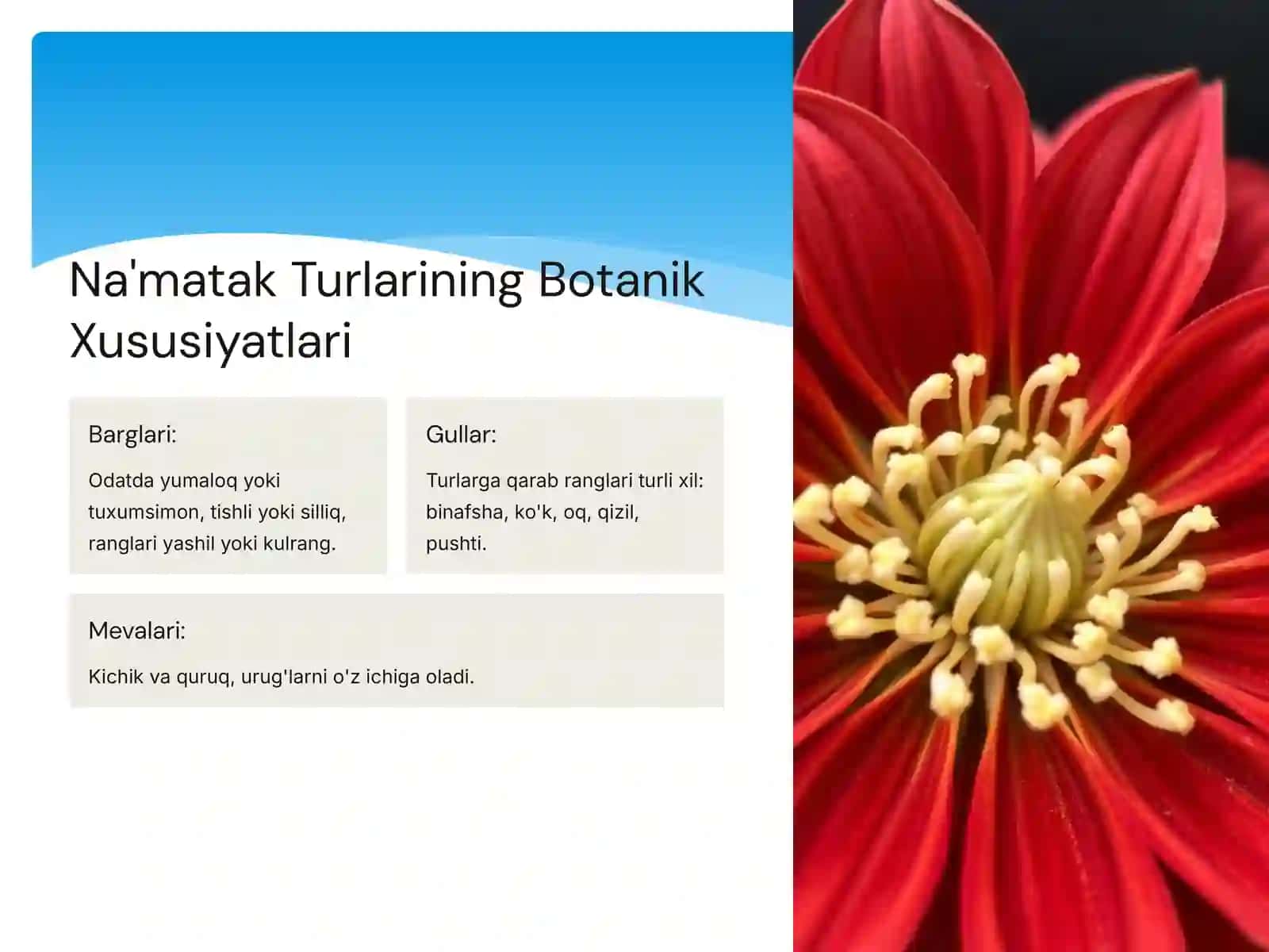 Na'matak Turkumi: Biologiya, Ekologiya va Farmasevtika Ahamiyati 4