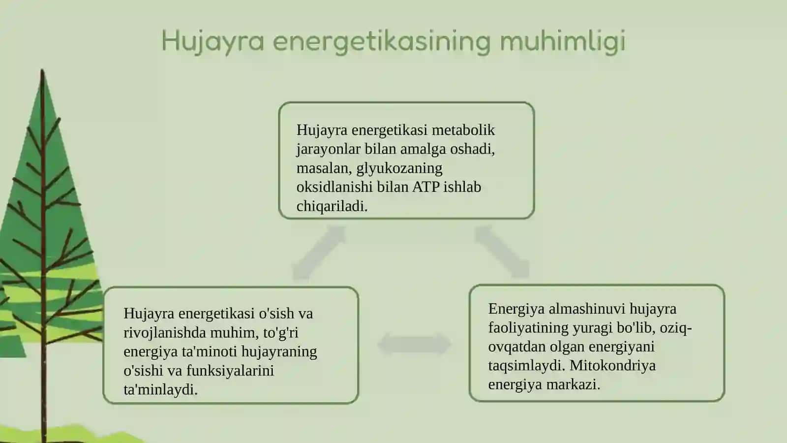 Hujayraning energetikasi haqida 4