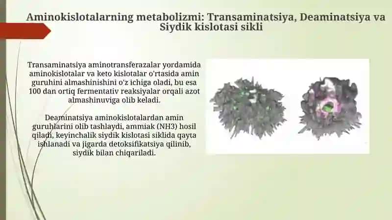 Odam organizmida oqsinlarning biokimyoviy oʻzgarishi 4