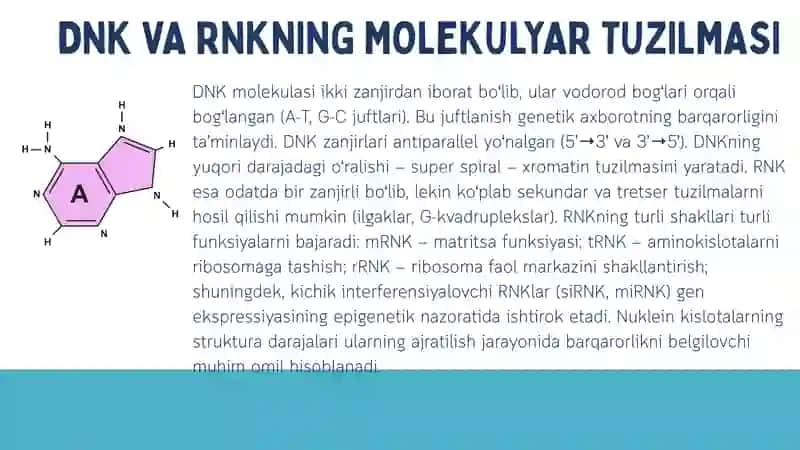 Nuklein kislotalar 4