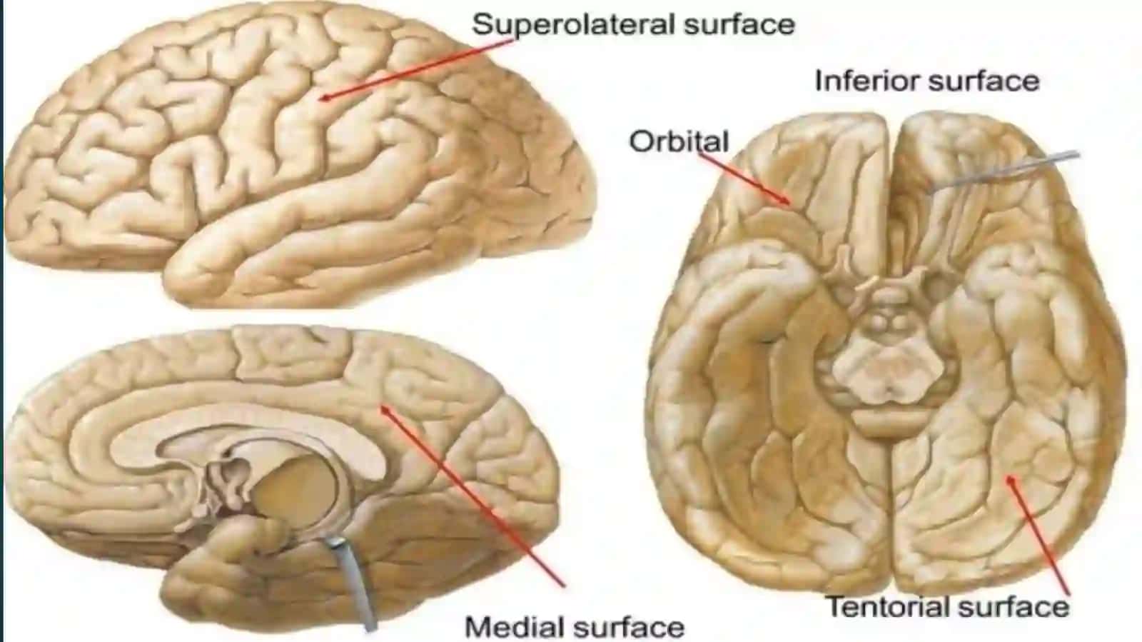 Oxirgi miya (telencephalon) 4