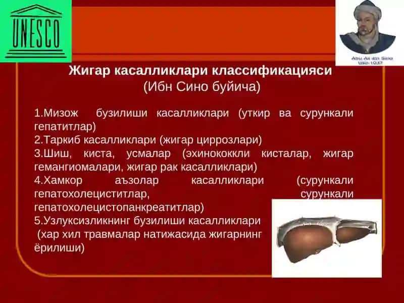Жигар касалликарида Ибн Сино карашлари 4