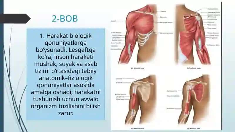LESGAFT  MUSHAKLAR TO’G’RISIDAGI TA’LIMOTI 4